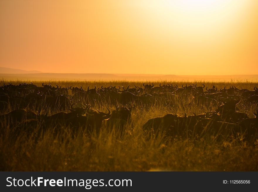 Herd Of Buffalo During Sunset