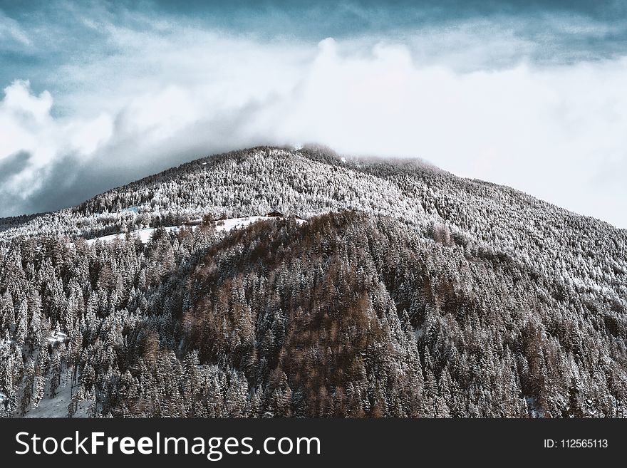 Snow-covered Mountain and Forest