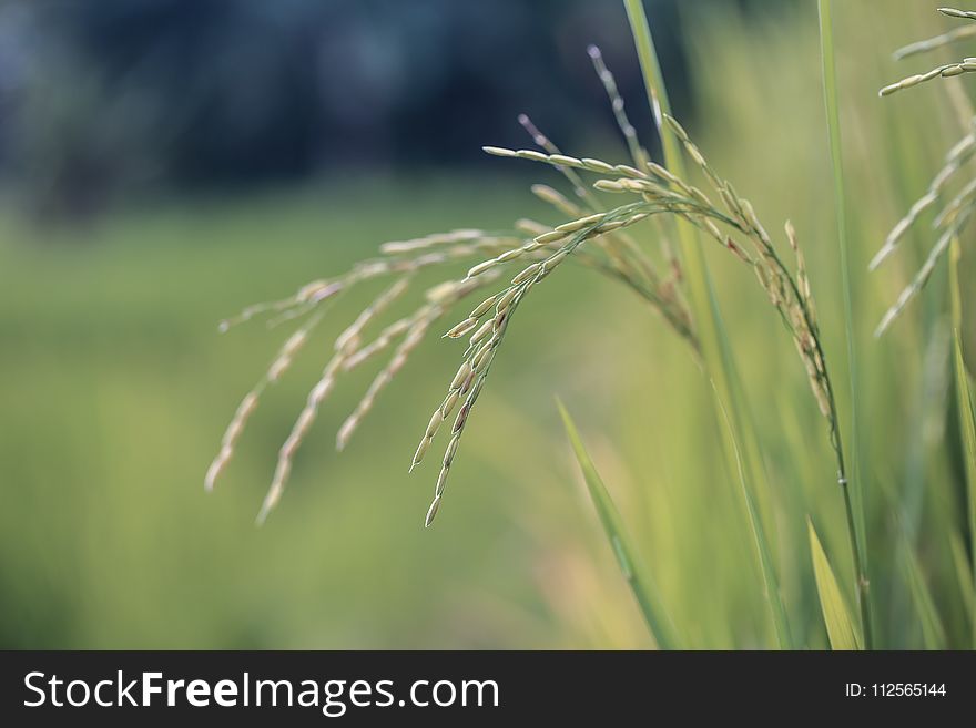 Close Up Photo of Wheat Plant