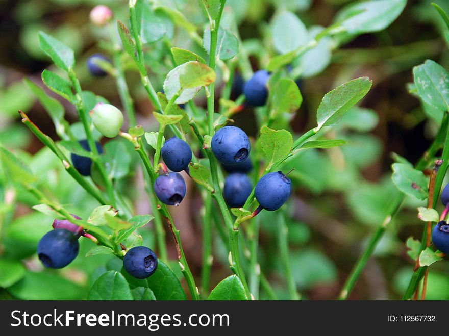 Plant, Berry, Bilberry, Blueberry