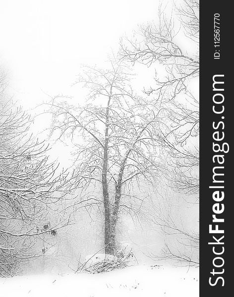 Tree, Black And White, Branch, Winter