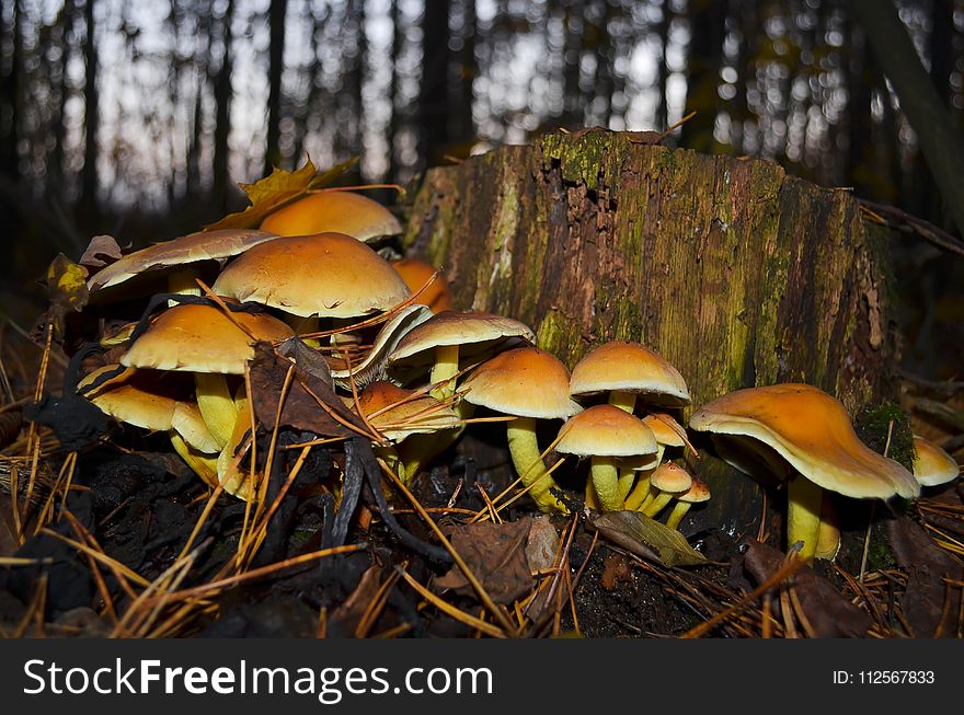 Mushroom, Ecosystem, Fungus, Edible Mushroom