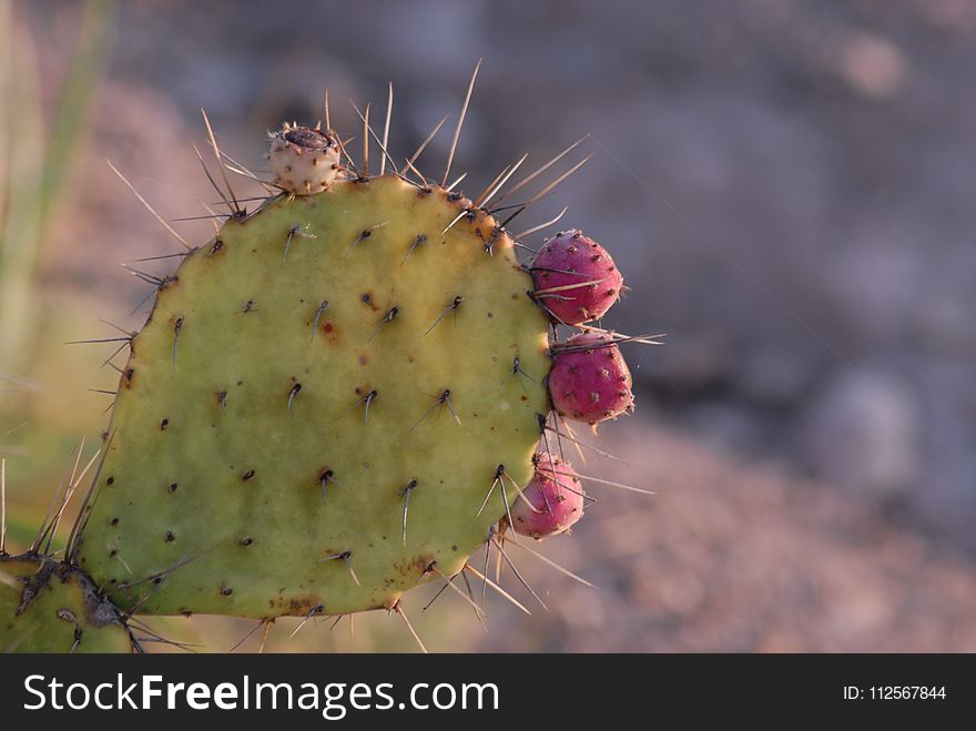 Thorns Spines And Prickles, Barbary Fig, Cactus, Nopal