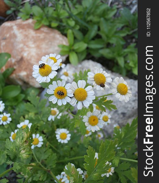 Flower, Chamaemelum Nobile, Tanacetum Parthenium, Plant