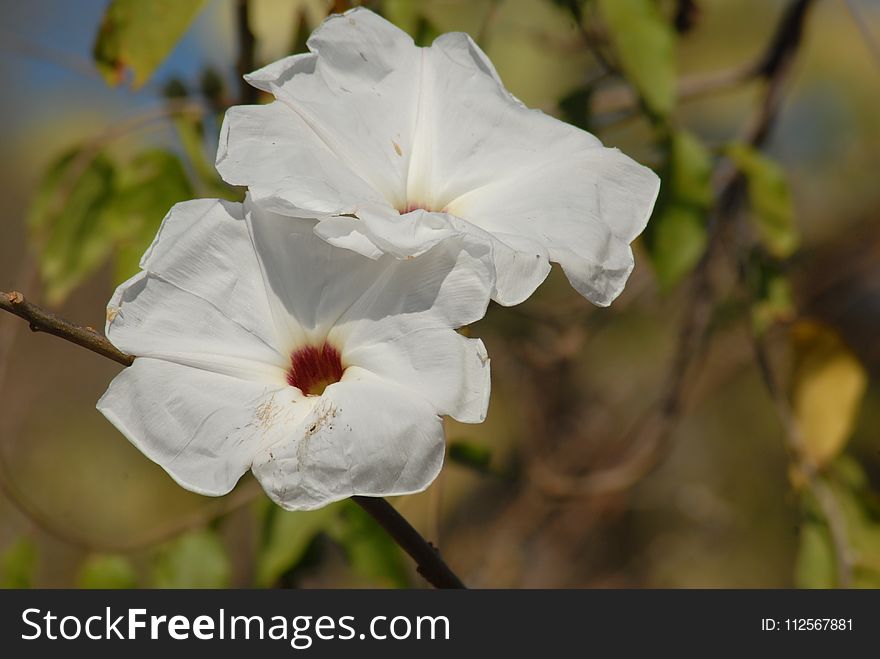 White, Flower, Plant, Flowering Plant