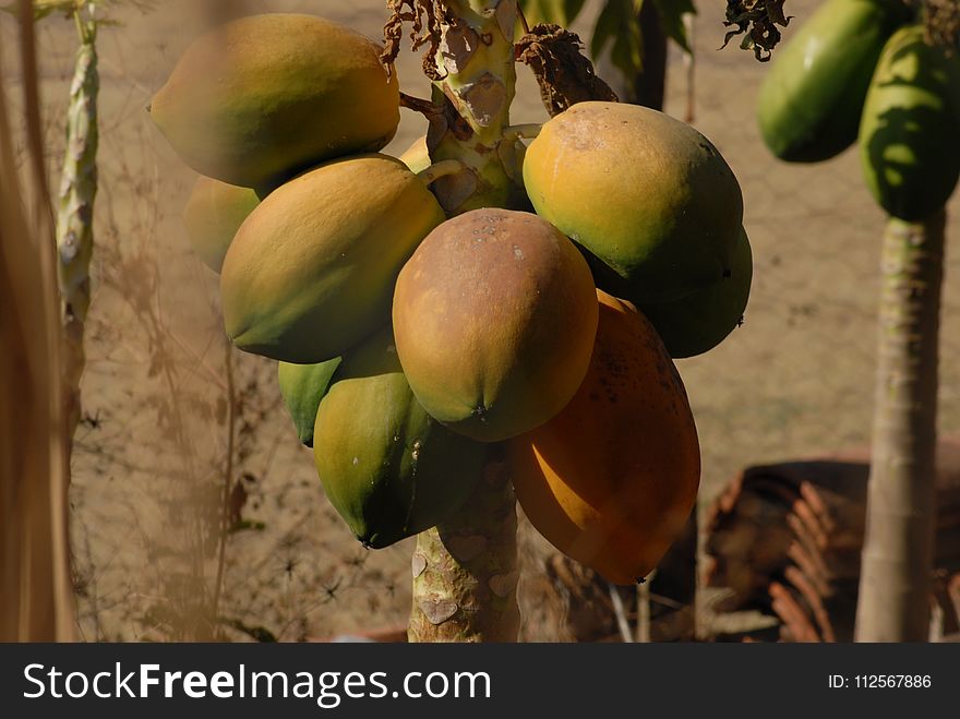 Fruit, Papaya, Fruit Tree, Produce