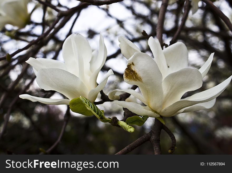 Flower, Plant, White, Flora