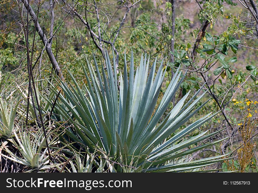 Plant, Vegetation, Flora, Ecosystem