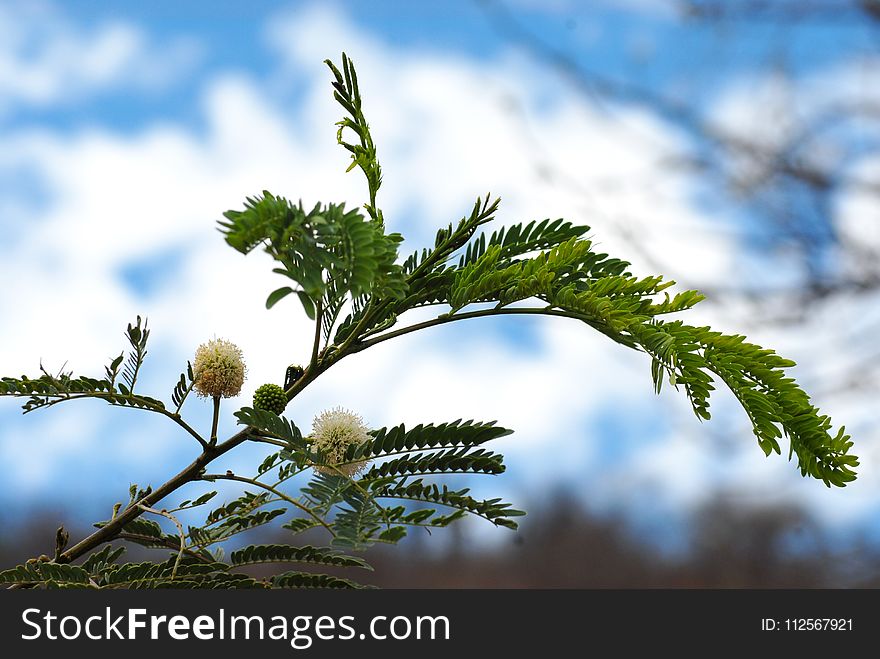 Sky, Vegetation, Leaf, Flora