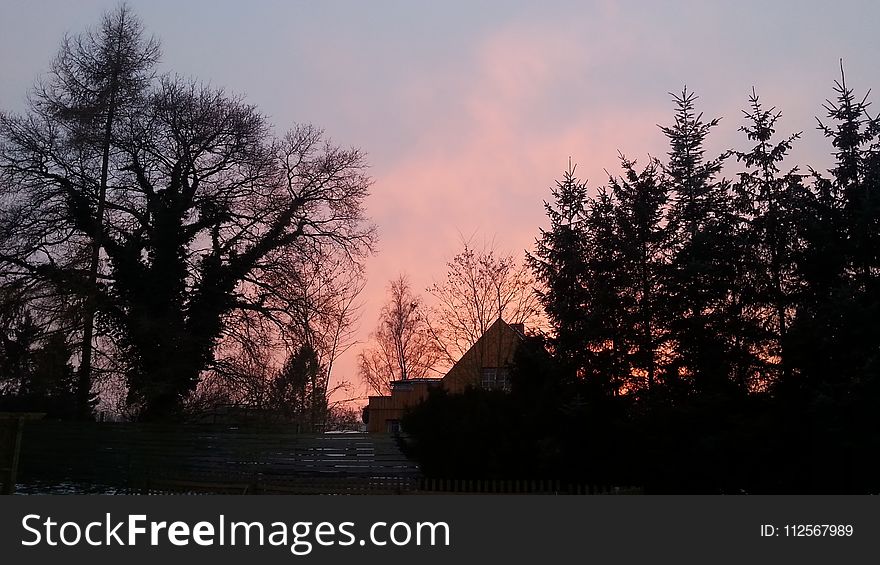 Sky, Tree, Dawn, Cloud