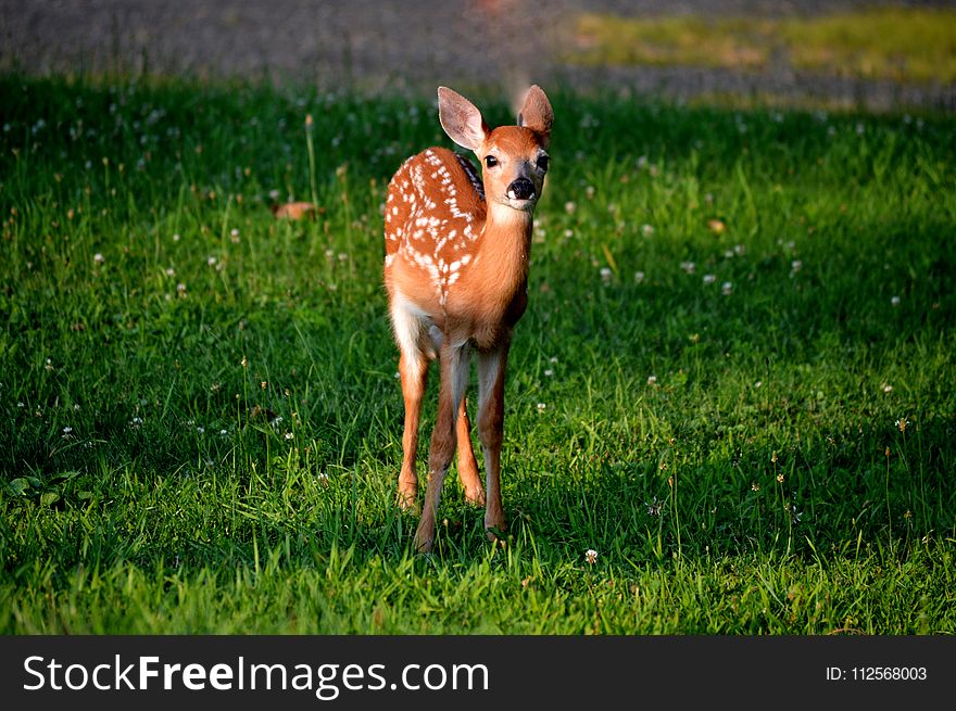 Wildlife, Deer, Fauna, Mammal