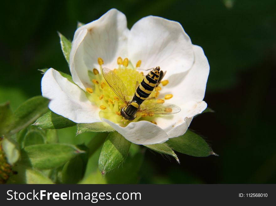 Flower, Nectar, Honey Bee, Rosa Canina