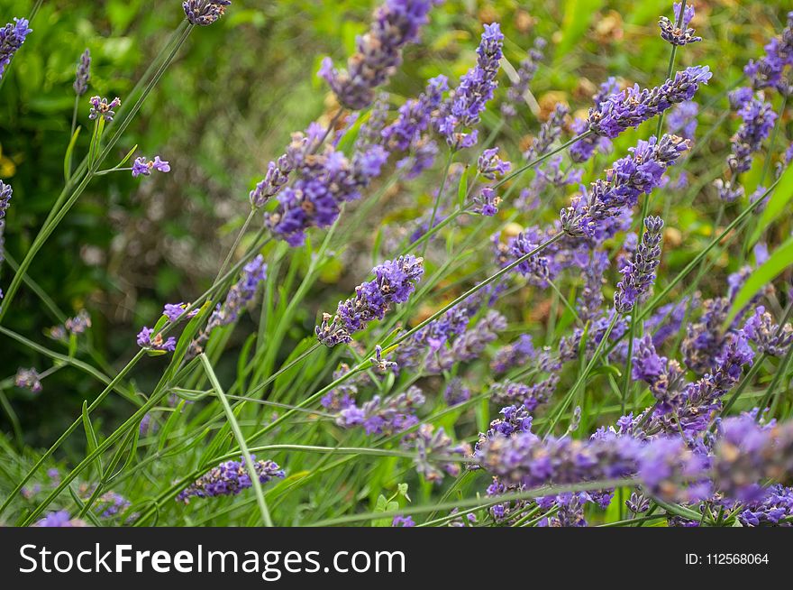 Plant, English Lavender, Lavender, Flower