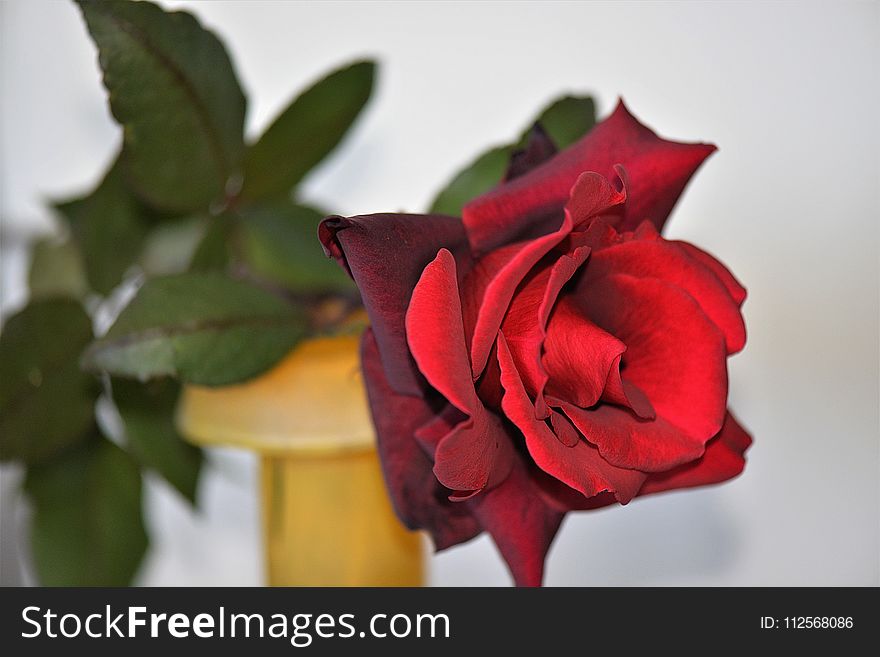 Flower, Red, Rose Family, Rose