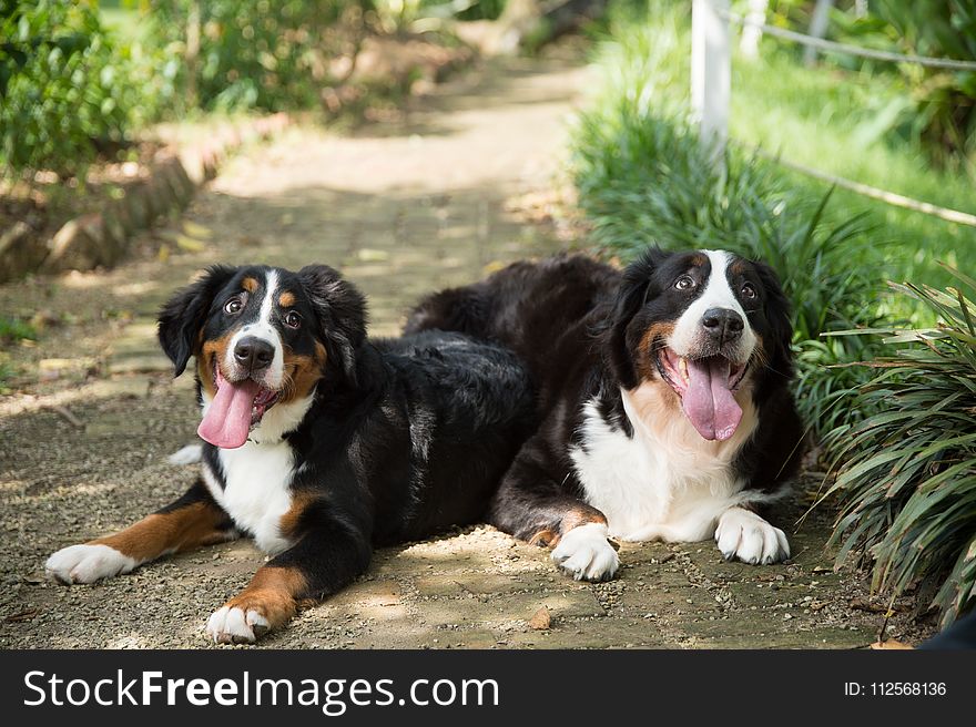 Dog, Bernese Mountain Dog, Dog Breed, Dog Like Mammal