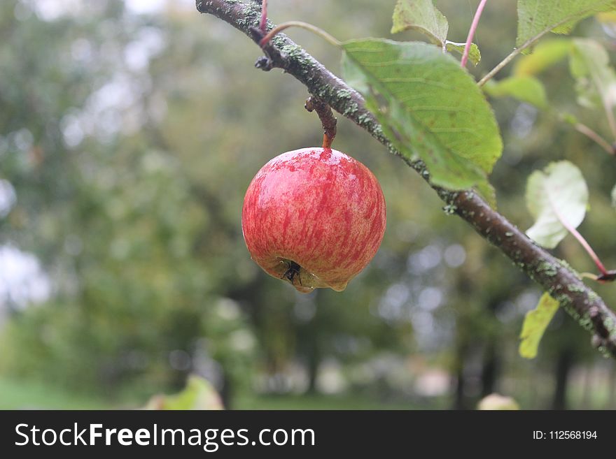 Fruit, Branch, Fruit Tree, Apple