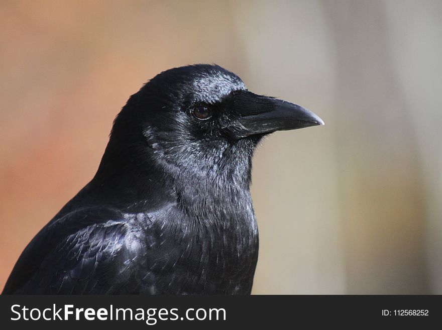 Bird, Beak, Crow Like Bird, Fauna
