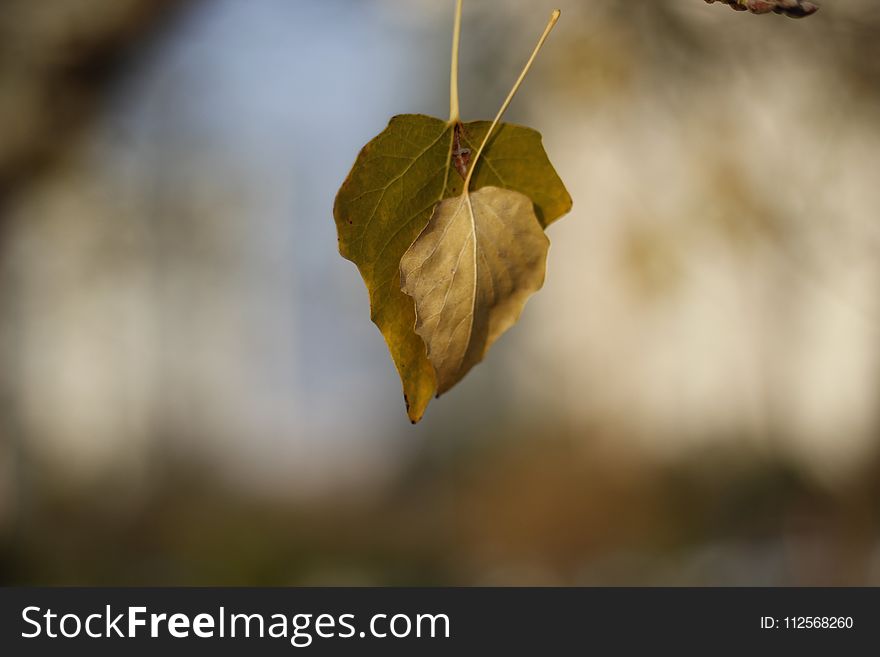 Leaf, Flora, Twig, Branch