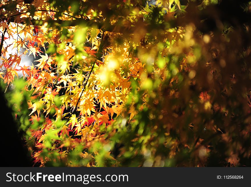 Leaf, Nature, Autumn, Yellow