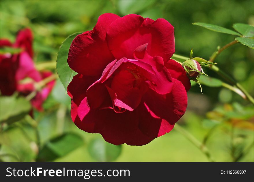 Flower, Rose Family, Rose, Floribunda