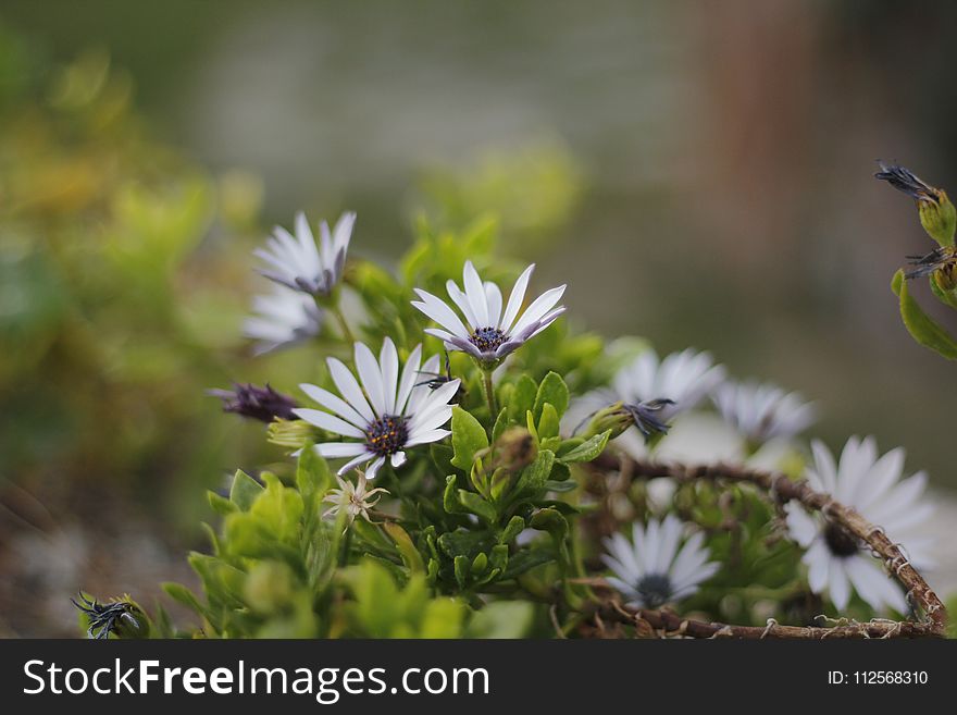 Flower, Flora, Plant, Vegetation