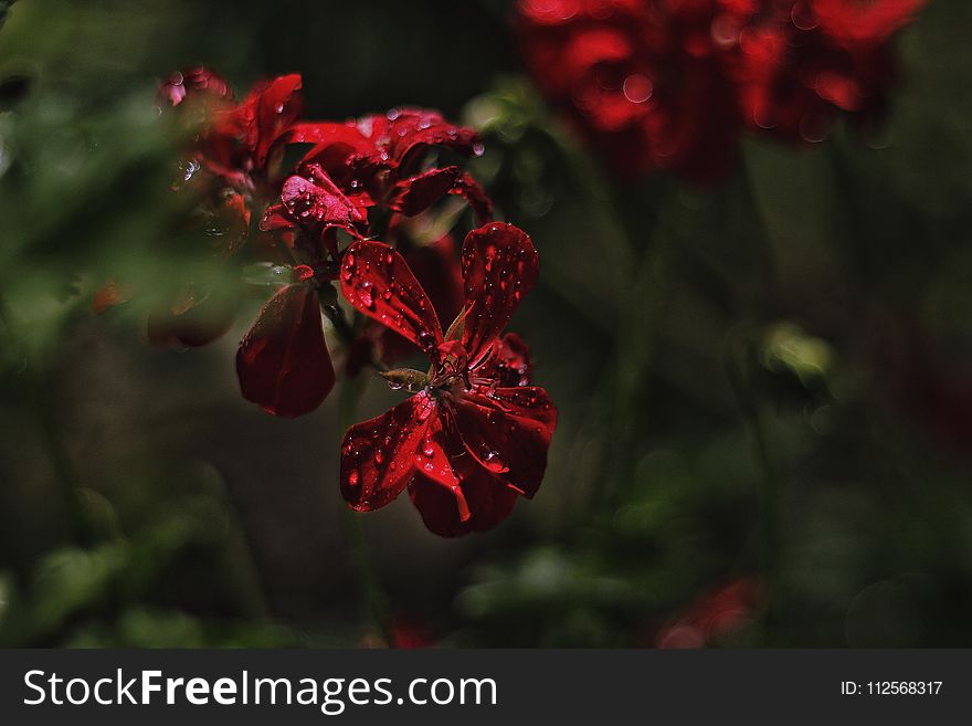 Flower, Red, Flora, Plant