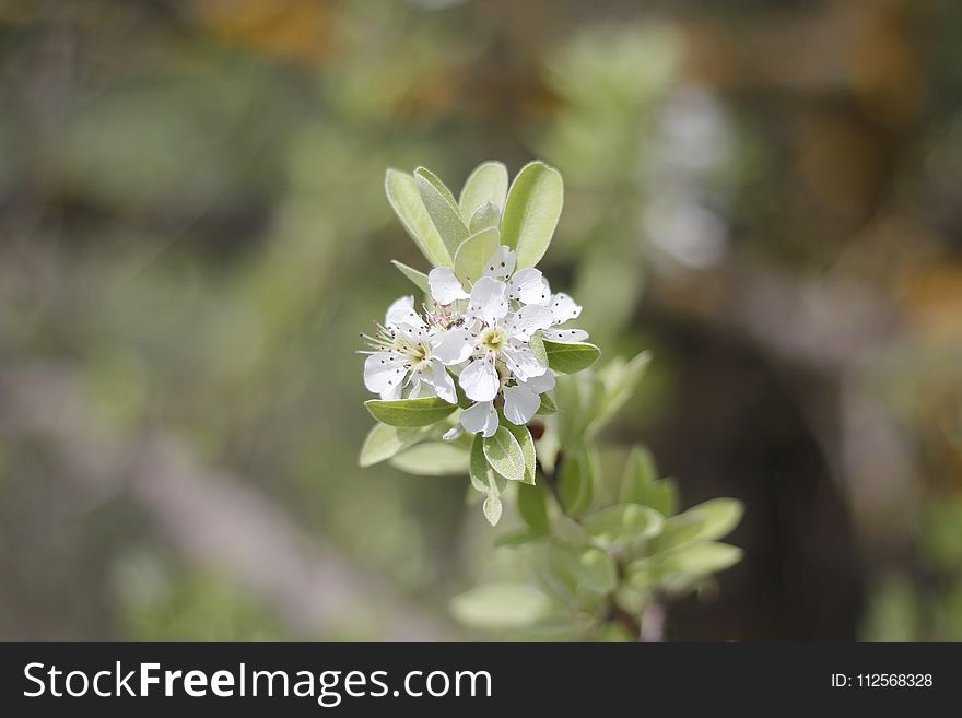 Flora, Plant, Flower, Spring