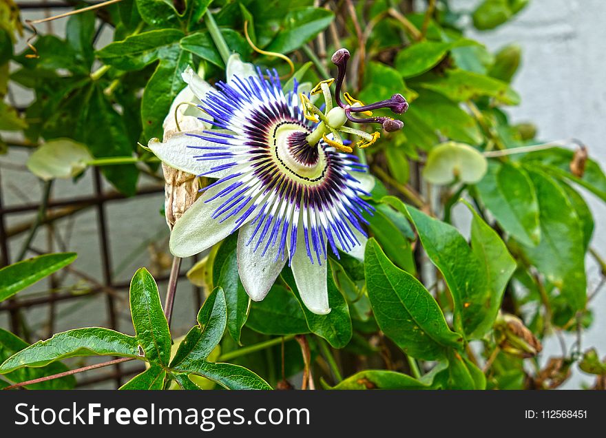 Flower, Plant, Passion Flower, Passion Flower Family