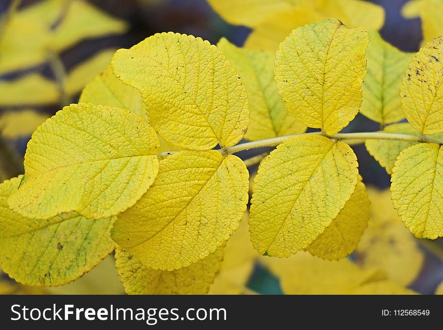 Leaf, Yellow, Autumn