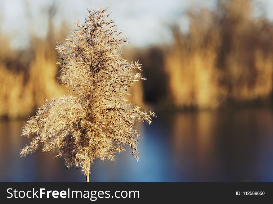 Branch, Frost, Winter, Morning