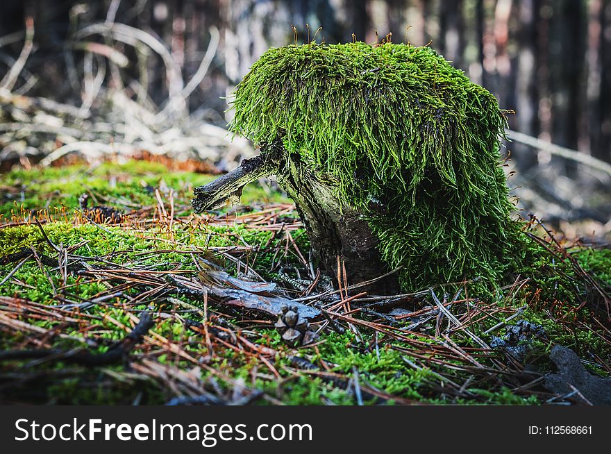 Vegetation, Tree, Grass, Plant