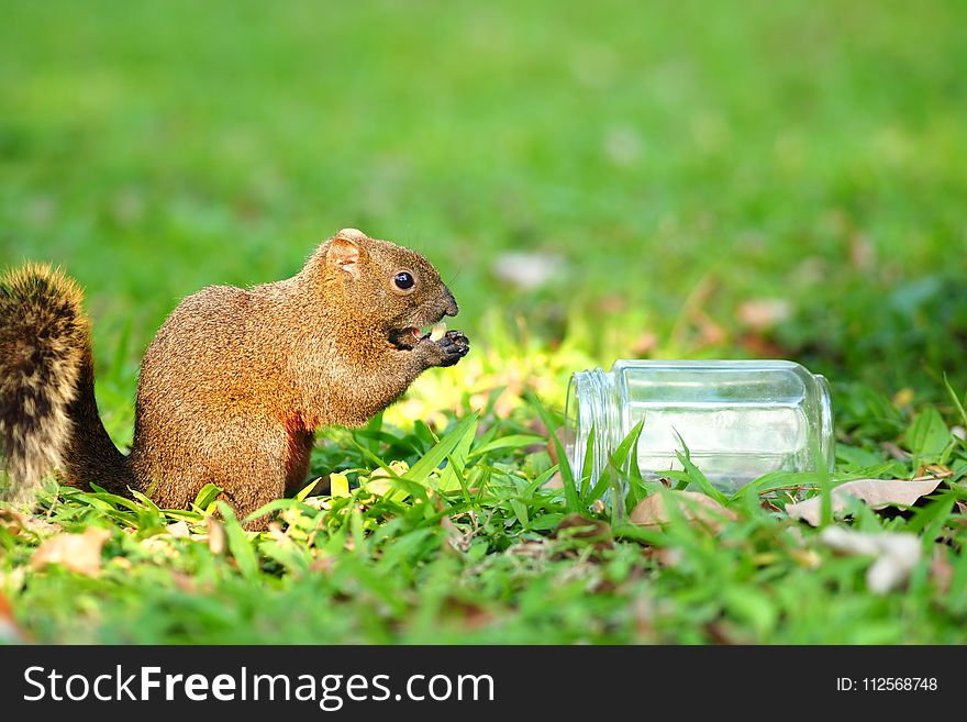 Mammal, Squirrel, Fauna, Grass