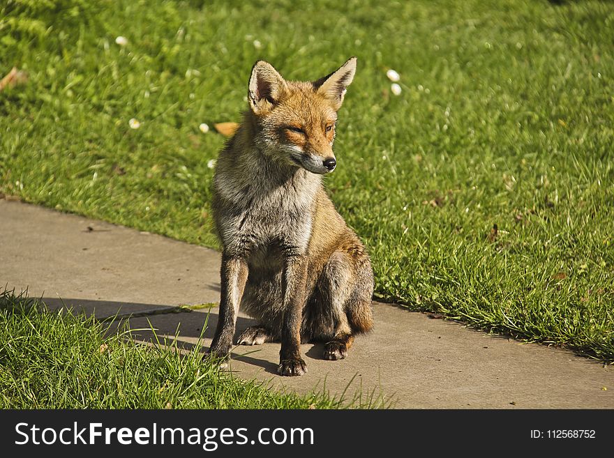 Fox, Wildlife, Fauna, Mammal