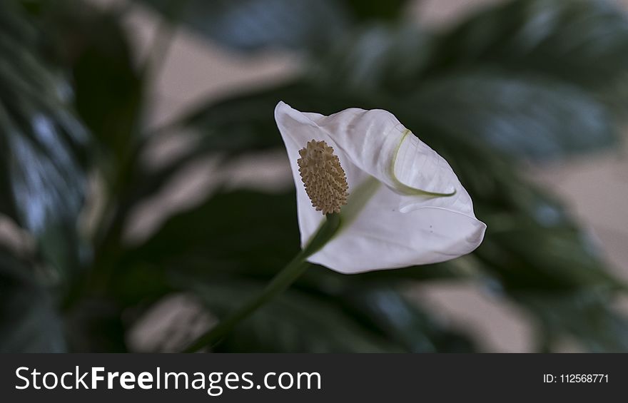 Flower, Flora, Plant, Datura