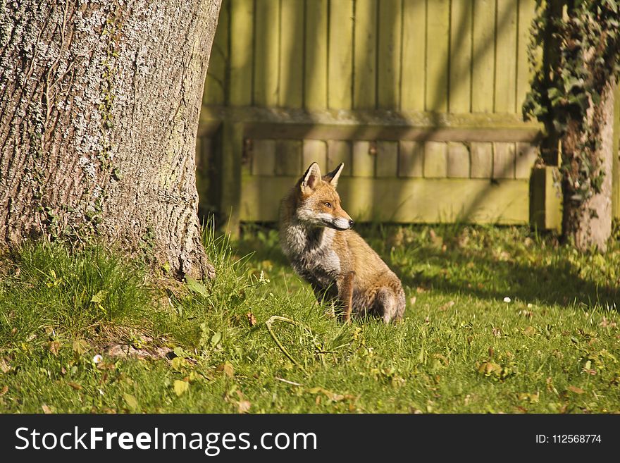 Fauna, Mammal, Wildlife, Grass