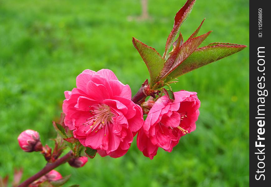 Flower, Pink, Flora, Plant