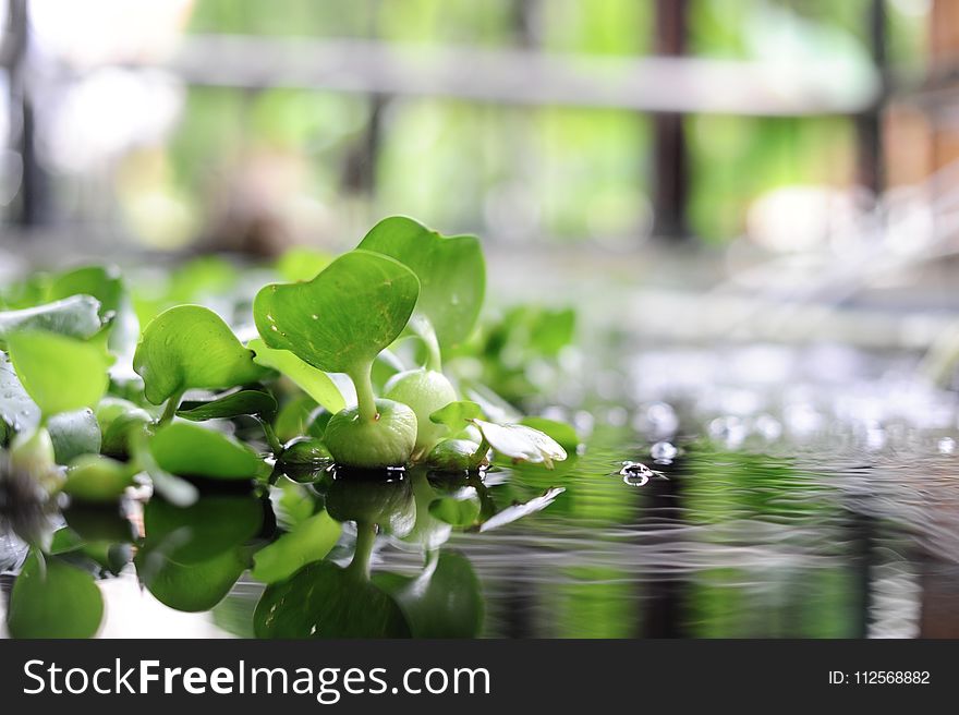 Water, Green, Leaf, Flora
