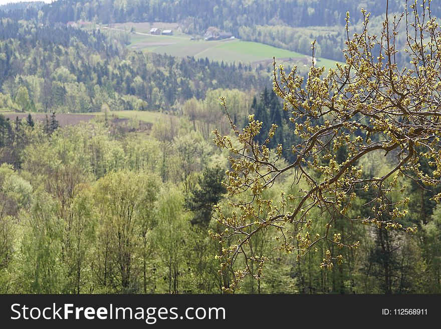 Ecosystem, Nature, Tree, Vegetation