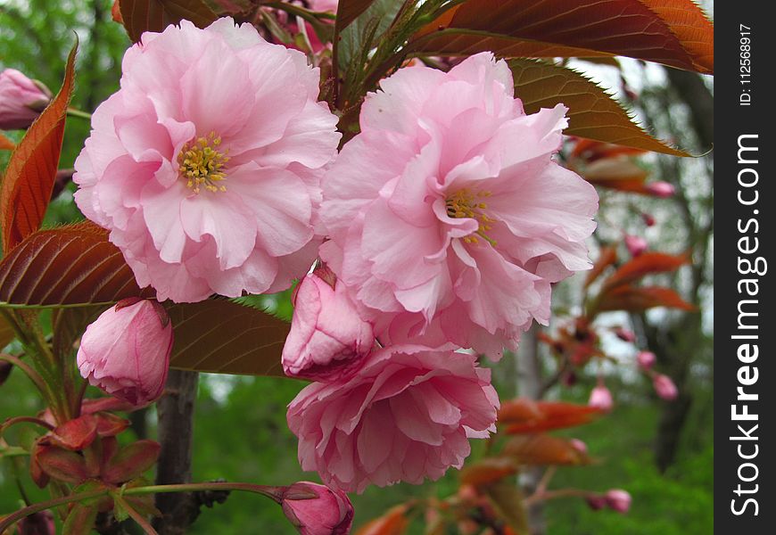 Flower, Plant, Pink, Flowering Plant