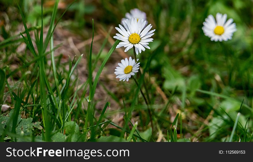 Flower, Plant, Flora, Grass