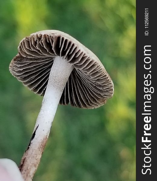 Flora, Mushroom, Close Up, Agaricaceae
