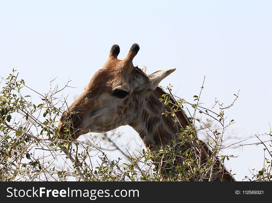 Giraffe, Wildlife, Giraffidae, Fauna