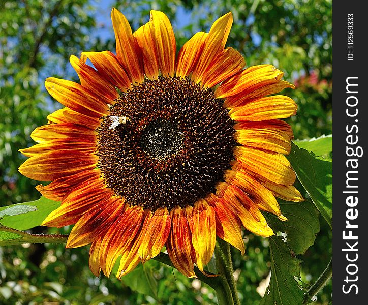 Flower, Sunflower, Sunflower Seed, Flowering Plant