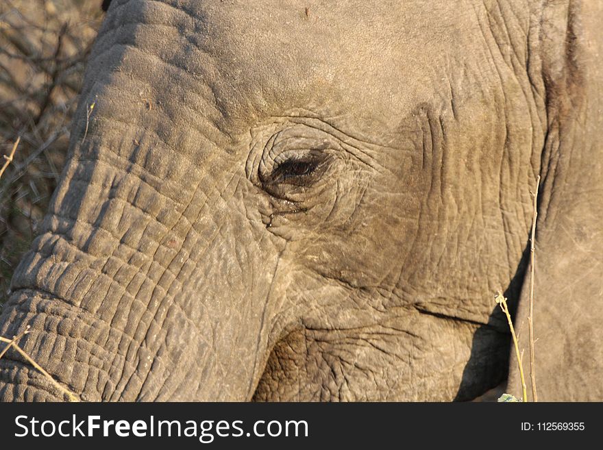 Elephants And Mammoths, Elephant, Terrestrial Animal, Wildlife