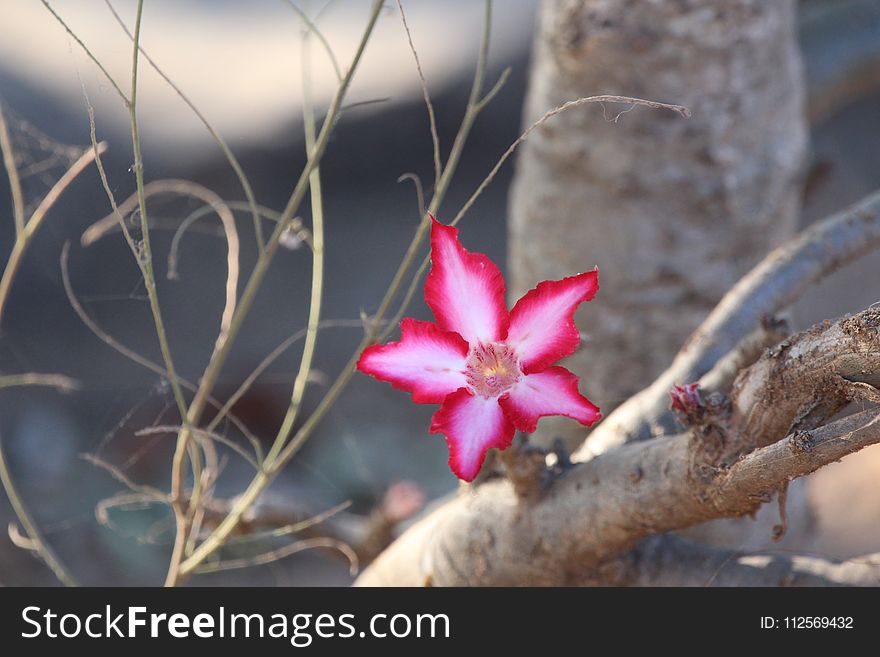 Flora, Plant, Branch, Flower