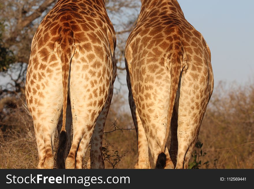 Giraffe, Terrestrial Animal, Giraffidae, Wildlife