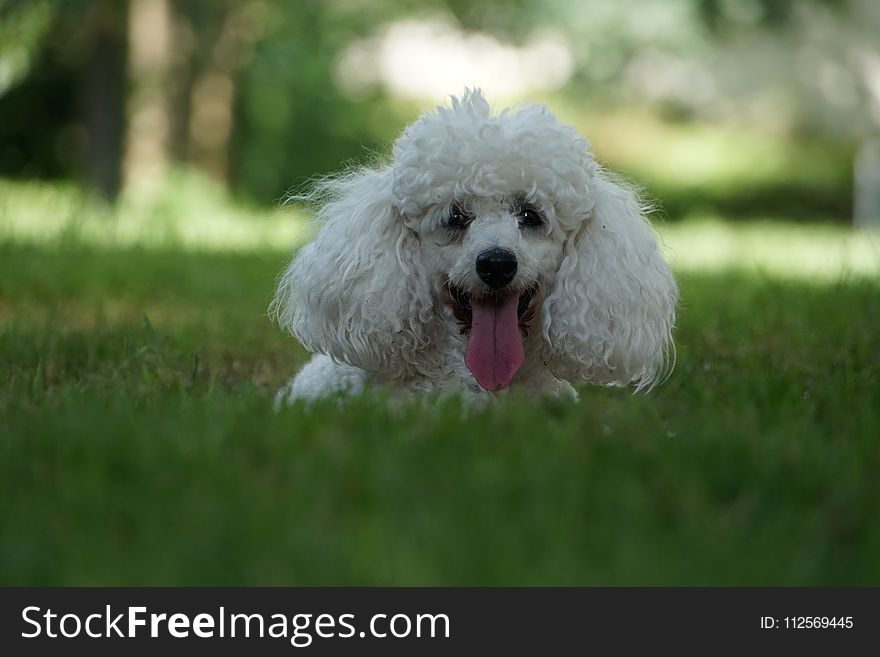 Dog Like Mammal, Dog Breed, Dog, Miniature Poodle