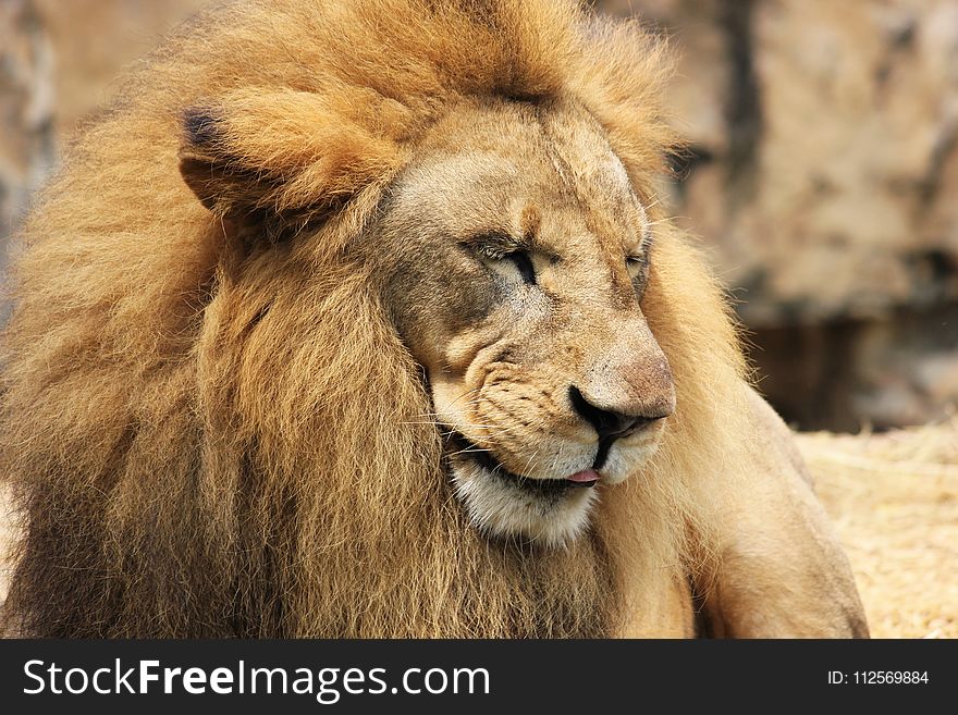 Lion, Wildlife, Terrestrial Animal, Masai Lion