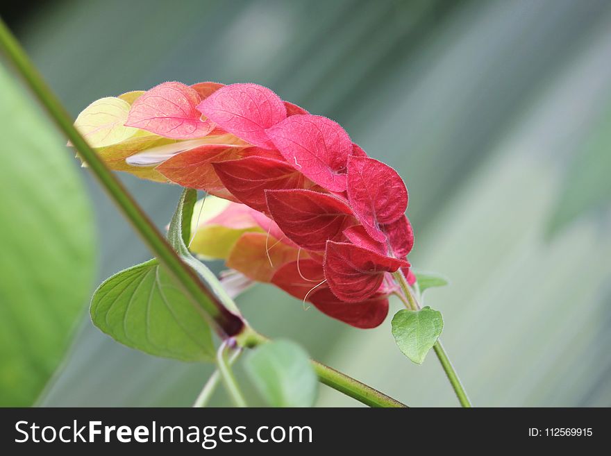 Flower, Flora, Plant, Flowering Plant