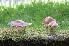 Free Mushroom, Fungus, Oyster Mushroom, Edible Mushroom Royalty Free Stock Images - 112570139